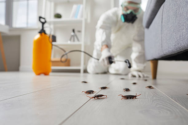 Commercial Rodent Management in Pico Rivera